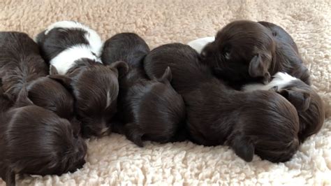 If you are looking to adopt or buy a havanese take a look here! Dark Chocolate HavaHug Havanese Puppies :) - YouTube