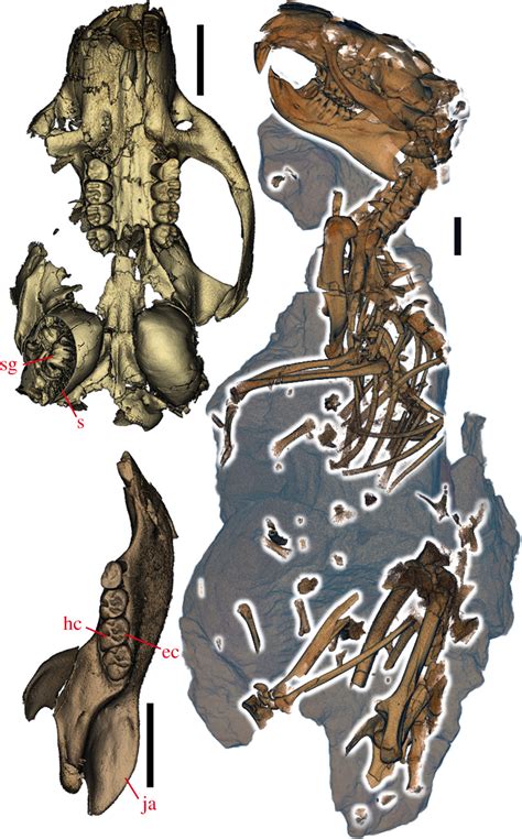 It is truly one of a kind and a must reading for any serious researcher in the field. Figures Of Characteristic British Fossils With Descriptive ...