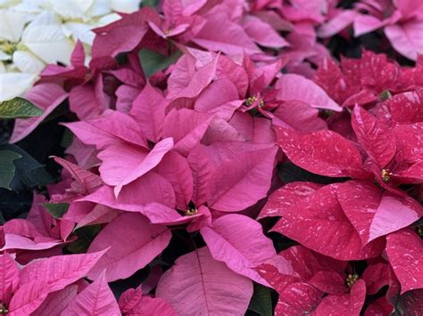 And irritation or burns to the mouth, throat, stomach, and intestinal linings. Are Poinsettias Poisonous? | Holidays