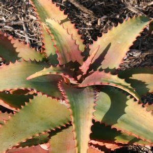 Diego san jose san luis obispo san marcos santa barbara santa fe springs temecula tucson van nuys ventura contact. Welcome to San Marcos Growers | Succulents, Flowering ...