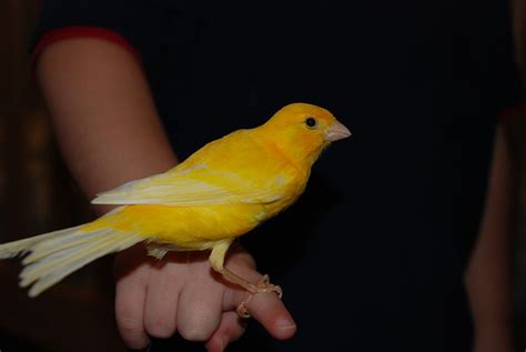 How much money does a canary cost? Canary Training Tips | Finches and Canaries | Guide | Omlet UK