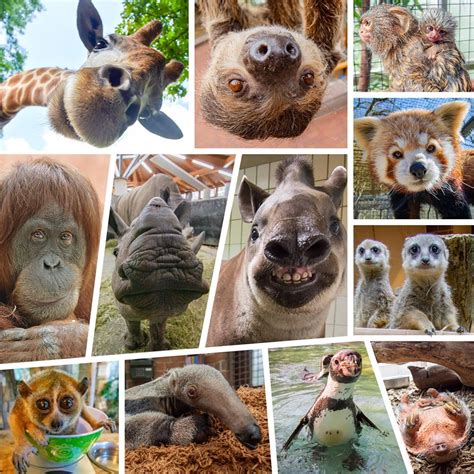 It contains about 3,414 animals in 237 species, which are cared for by more than 400 employees in the summer season. Zoo Dortmund - Startseite