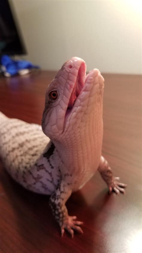 They don't ask for much and they always love you. PsBattle: This cute blue-tongued skink doing yoga! | Cute ...