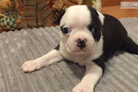 Find boston terrier in dogs & puppies for rehoming | find dogs and puppies locally for sale or adoption in ontario : Akc Male: Boston Terrier puppy for sale near Dallas / Fort Worth, Texas. | 9a902a68-5031