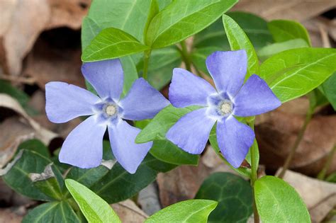 Bunga vinca major tergolong hermafrodit, solter dan aksila dengan diameter sampai 5cm. Jom Tanam Bunga: Bunga Vinca Gagah Perkasa