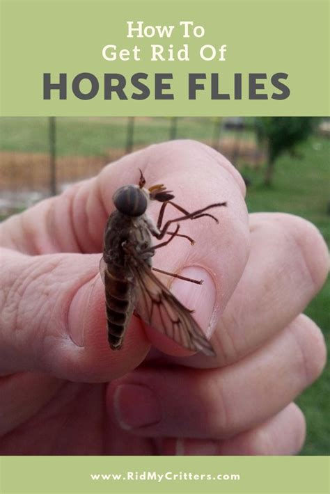 Therefore, if a property owner needs to control deer flies, it is best to contact your pest management professional for advice on methods that are effective and what can legally and practically be done to control deer flies. How to Get Rid of Horse Flies and Avoid Their Bite (DIY ...