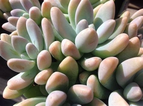 Check spelling or type a new query. Succulent plant, Sedeveria Blue Giant excellent for rock ...