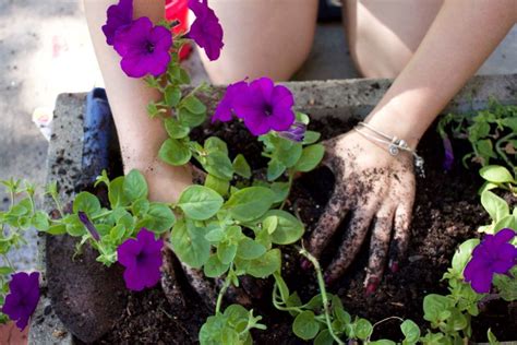 Hängende gärten für die wohnung. Petunien anbauen: Hängende und stehende Petunien im Garten ...