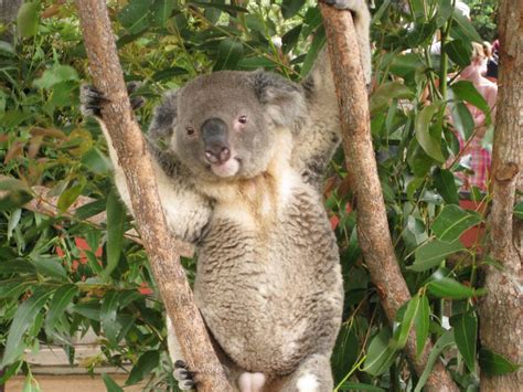 Bei uns kennt man vor allem den zu den papageien gehörenden wellensittich und den nymphensittich als vertreter der kakadus. » Australia Zoo, Queensland - Sehenswürdigkeiten in Australien