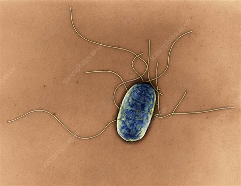 A microbial biorealm page on the genus salmonella typhimurium. Salmonella typhimurium bacterium, TEM - Stock Image - C002 ...