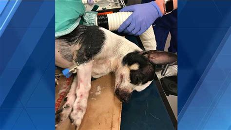 What may appear to be no more. Marshalltown police seek to reunite owner with dog hit by car