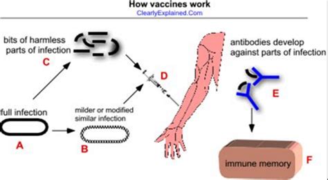 The hpv vaccine (gardasil 9) vaccine is made from tiny proteins that look like the outside of the real human papillomavirus (hpv). Vaccines and how do vaccines work?