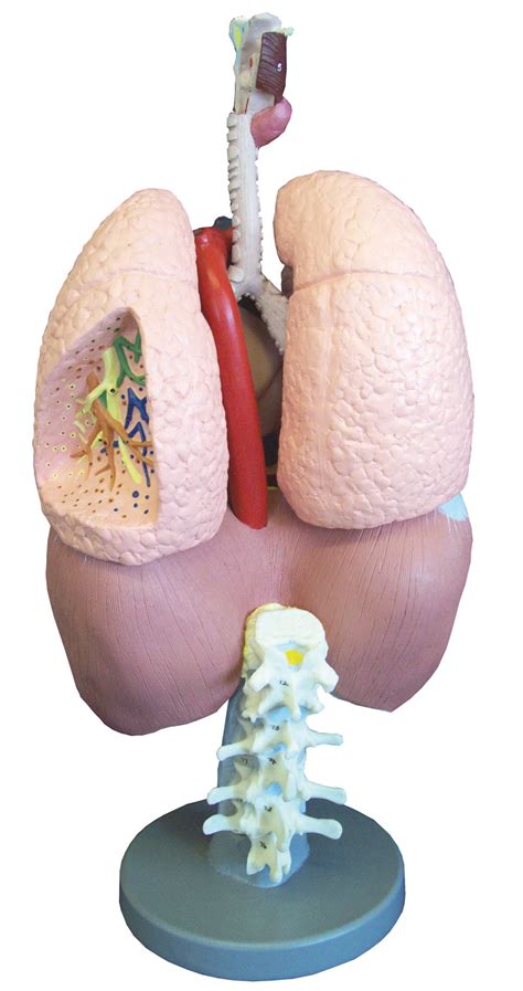 Histologie (fach) / atmungsorgane (lektion). Atmungsorgane | Lunge | Atmungsorgane | Organe ...