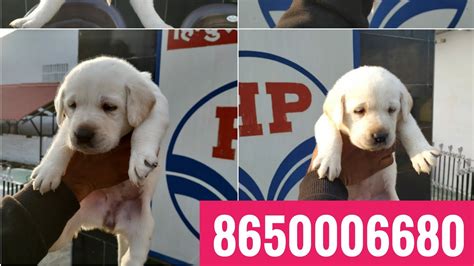 The following few articles discuss whether a lab is right for you. Show quality Labrador puppies for sale in Dehradun ...