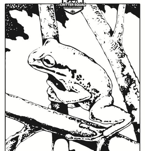 New york state reptiles and amphibians; Amphibian/Frog Coloring Page- C.S.W.D - | Frog coloring ...