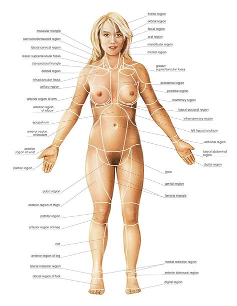 The organs found inside the body include: Female Regions Of Anatomy Photograph by Asklepios Medical ...