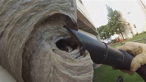 Removing hornets nest usually equals killing ground hornets, preferably all at once so they can't start over and create another underground wasp nest or repopulate the since they do not see well, the chances of being stung will be reduced. Hornets Nest On The Deck. 7/20/16 Removal. - YouTube