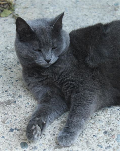 American shorthair cat petit block from daiso japan. Lost, Missing Cat - American Shorthair - Kitchener, ON ...