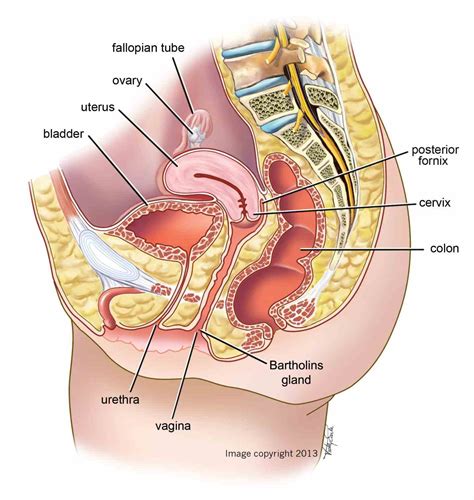 Maybe you would like to learn more about one of these? Female Body System Diagram Anatoomy | MedicineBTG.com