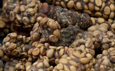 Check spelling or type a new query. Clergy Confidential: The Joys of Weasel Poop Coffee