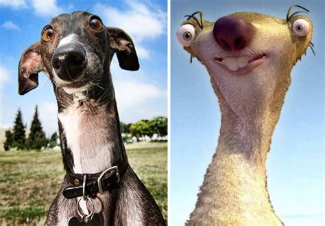 We're also on instagram and tumblr. 15 Dogs That Look Exactly Like Other Things