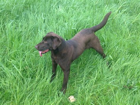 Labrador retriever breeders are easy to find, but recognising a good one can be tough. Labrador Breeders Oregon | Labrador Retriever Breeder in ...