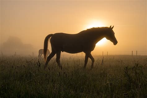 Ultra hd 4k wallpapers for desktop, laptop, apple, android mobile phones, tablets in high quality hd, 4k uhd, 5k, 8k uhd resolutions for free download. Silhouette of horse, horses HD wallpaper | Wallpaper Flare