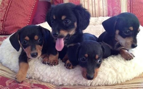 We offer black & tans, reds and occasionally chocolate & tans in all three coat types and the … Dachshund Puppies For Sale | Jefferson City, MO #116880