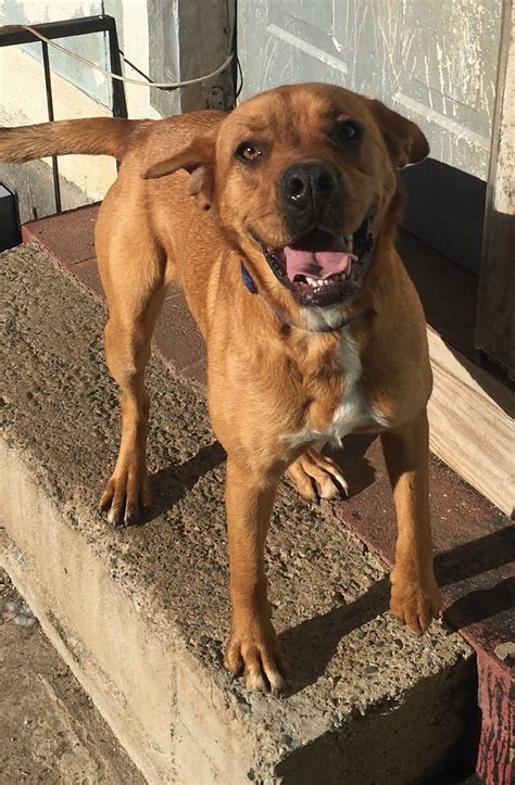 He made his start in the rescue worid over 10 years ago as a cat foster for the. Labloodhound dog for Adoption in Mooresville, NC. ADN ...