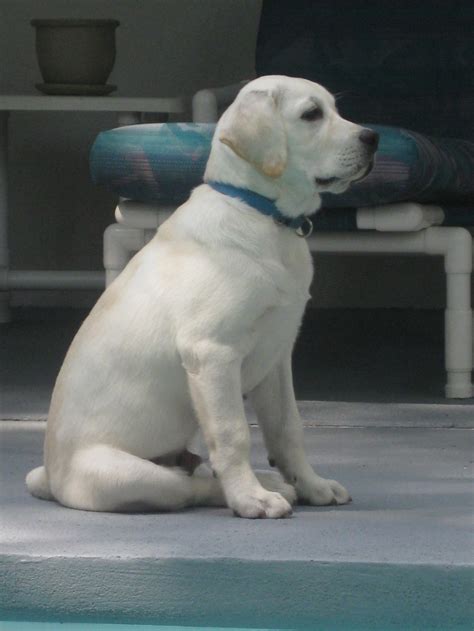 We have cracked the genetic code on producing calm, intelligent, trainable. White Lab puppies and White English Labrador Retrievers puppies snow white Polar bear white Lab ...