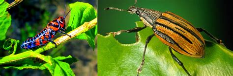 ฝึกภาษาอังกฤษด้วยตัวเอง : คำศัพท์ภาษาอังกฤษที่เกี่ยวกับแมลง (Insects)