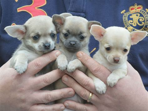 These adorable pups are available for adoption in san jose, california. Long Haired Teacup Chihuahua Puppies For Sale In ...