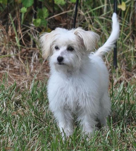 Find and adopt a pet on petfinder today. Petfinder Adoptable | Dog | Maltese | Orlando, FL | Soffee ...