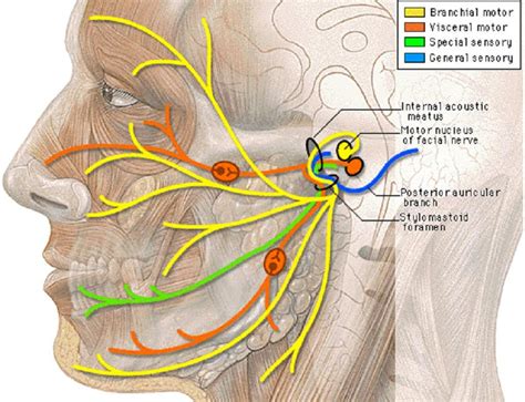 Interactive anatomical atlas of the head, brain, and neck based on anatomical diagrams and ct and mri medical imaging exams. Dentistry lectures for MFDS/MJDF/NBDE/ORE: Lecture note on ...