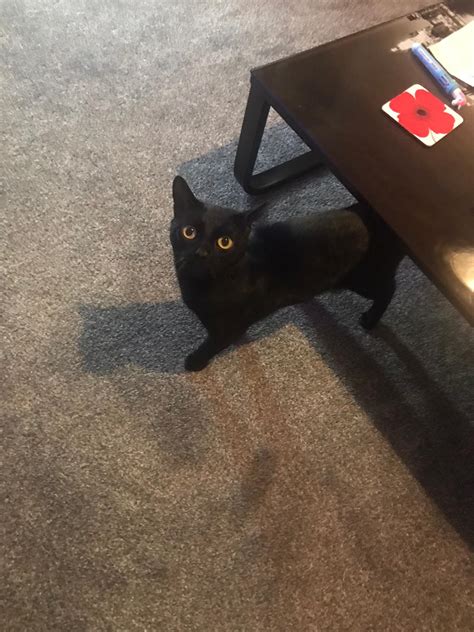 Cats protection is governed by a board of trustees which, in turn, is advised on its decisions by an advisory council of appointed representatives of the charity's membership. Free to good home black cat | Mixed Breed for Sale Near Me ...