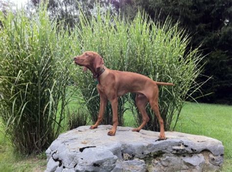 Puppies are available in our breeder network. Lone Oaks Vizslas - Hutchinson, MN | Puppies For Sale