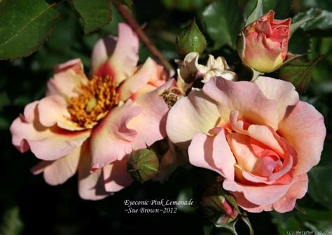 We did not find results for: 'Eyeconic ® Pink Lemonade' Rose