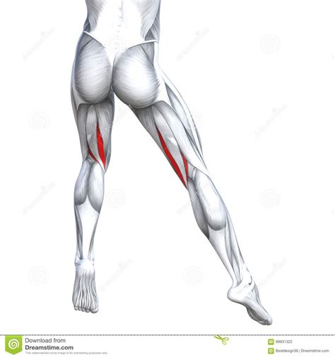 The forces applied to a tendon may be more than 5 times your body weight. Concept 3D Illustration Back Upper Leg Human Anatomy Stock ...