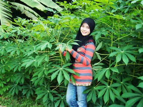Setelah itu, ubi kayu dapat. NurulBadiah Lai: Hobi aku adalah berkebun
