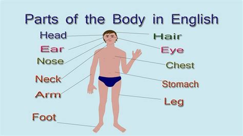 Start studying parts of the body. External Parts of the Body in English | Body Parts Name ...