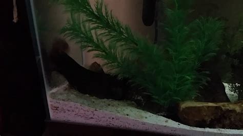 Bullhead Catfish in 55 Gallon Aquarium - YouTube The heaviest reported age for a channel catfish is 26.3 kg (57.9 lbs.) the albino form of the channel catfish is very popular in the aquarium trade.