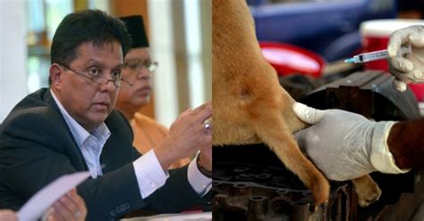 Macam mana nak tahui radius 10km dari rumah dan sampai mana kita boleh pergi? Perak Begins Culling Of Stray Dogs Within 10KM Radius Of ...