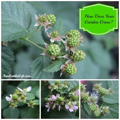 How to grow greek oregano many seed companies mislabel marjoram as greek oregano. How Does Your Garden Grow?