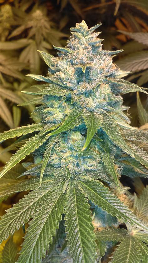 Initialism of own goal.··indefinite article, used as object marker for nouns other than personal names. Goji OG (de Bodhi Seeds) :: Info de Variedad