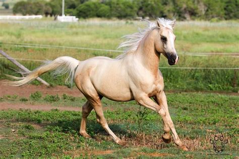 Would you like us to send you behr news and special offers via email?* enter the recipient email addresses, separated by commas.*. Pin by Carla Sullivan on Horses | Majestic horse, Palomino ...