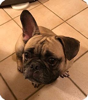 When you adopt a senior dog from us, you not only save that life, but you open up space in our shelter so we can save more dogs! Scottsdale, AZ - French Bulldog. Meet Lulu, a dog for ...