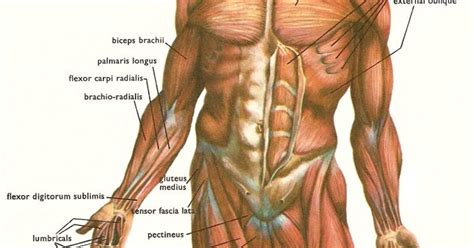 Raps about human a and p muscle / spasmodic torticollis wikipedia : Raps About Human A And P Muscle / Raps About Human A And P ...