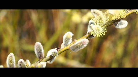 Der meteorologische frühlingsanfang 2021 ist am 1. Frühlingsanfang - YouTube