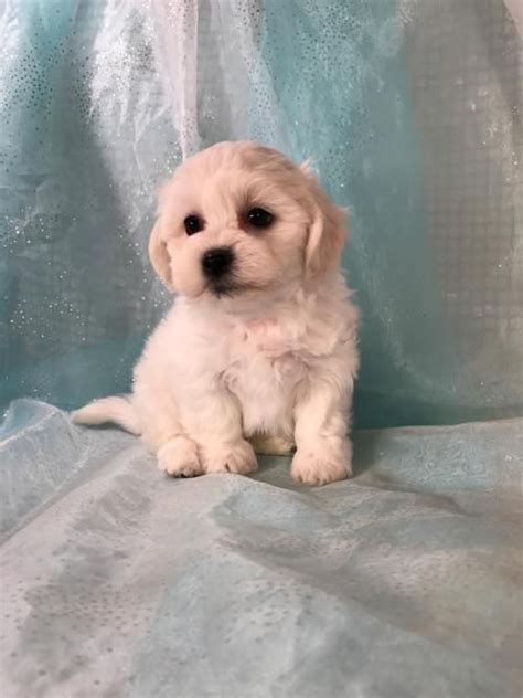 We one of the best maltese shih tzu puppies at 5 weeks. Soft, Fluffy, White, Male, Shih tzu Bichon, Teddy Bear ...