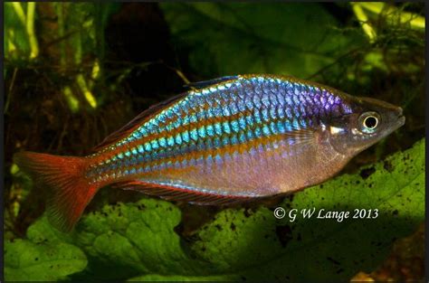 We can supply rainbow fish like neon rainbow, boesemani rainbow, red rainbow, blue rainbow we are breeder, wholesale, dealer, collector, supplier, importer for tropical, freshwater fish from. A spectacular Wapoga rainbowfish | Rainbow fish ...